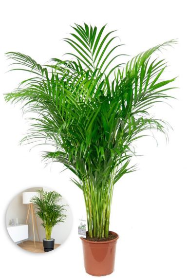 Grote areca goudpalm