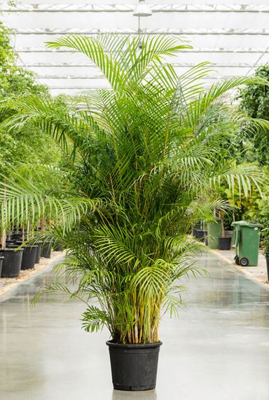 Grote areca palm 5