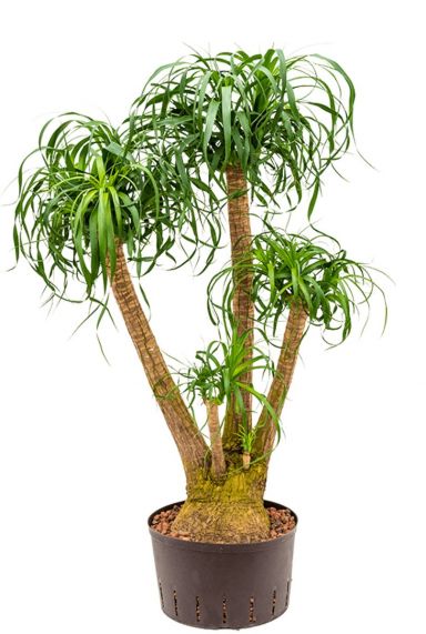 Grote beaucarnea kamerplant hydro