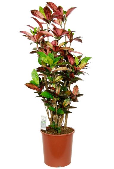 Grote croton kamerplant