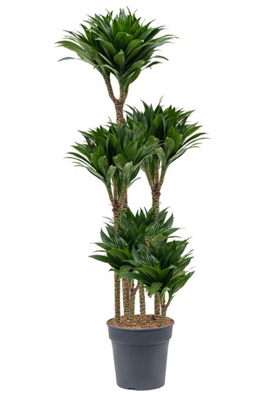 Grote dracaena compacta