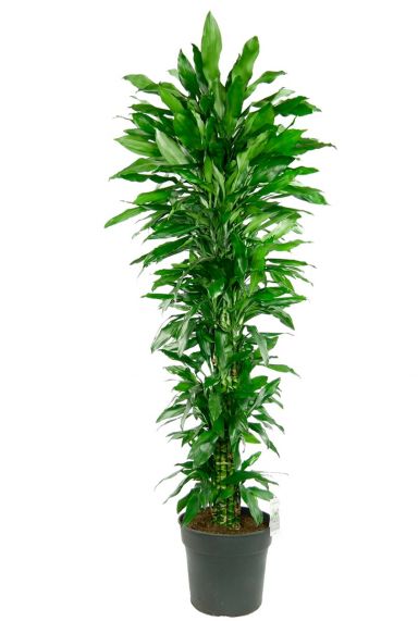 Grote dracaena janet lind 1