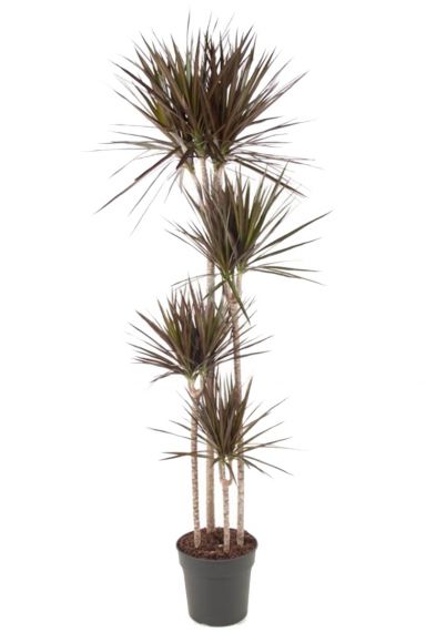 Grote dracaena marginata