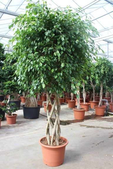 Grote ficus exotica