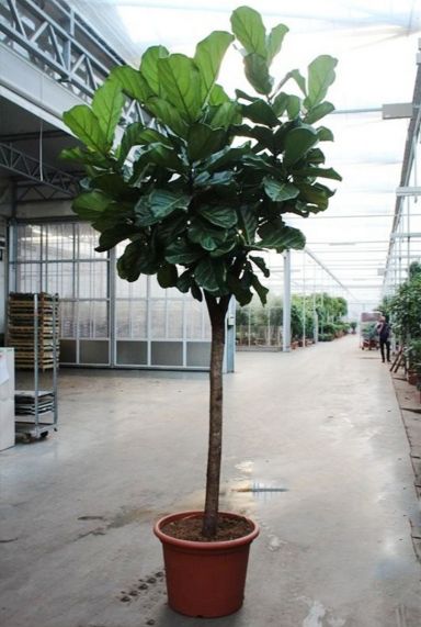 Grote ficus lyrata 1
