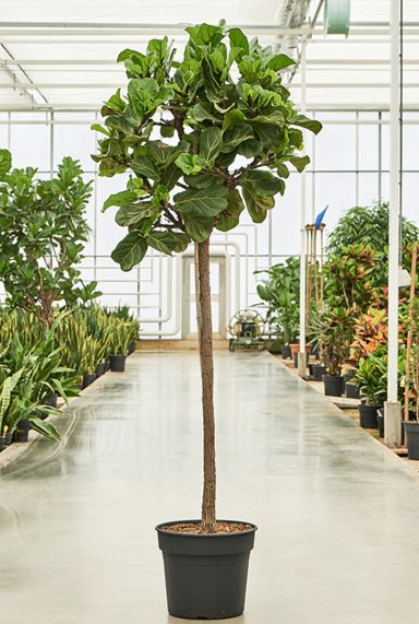 Grote ficus plant lyrata