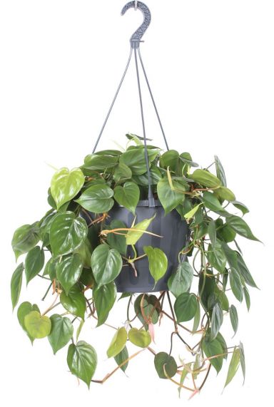 Grote hangplant philodendron scandens