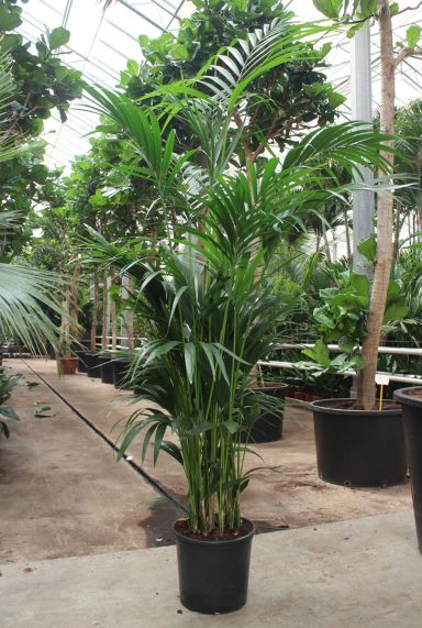 Grote howea kentia