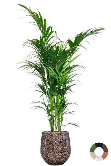 Grote kentia in luxe pot 1 1