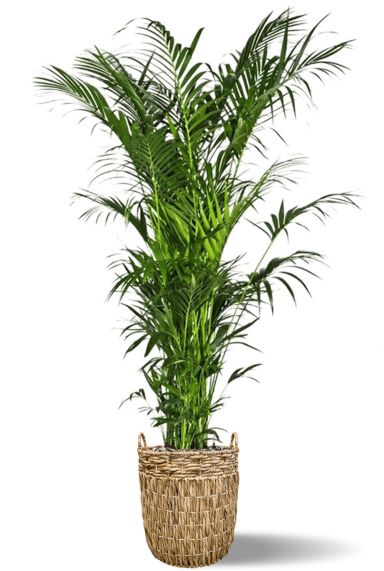 Grote kentia palm in mand