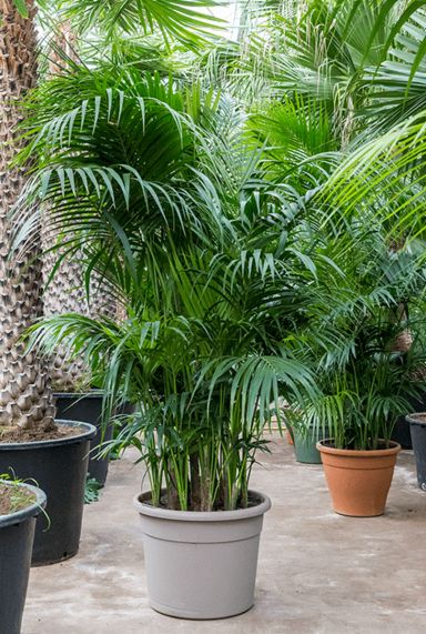 Grote kentia palm plant 2