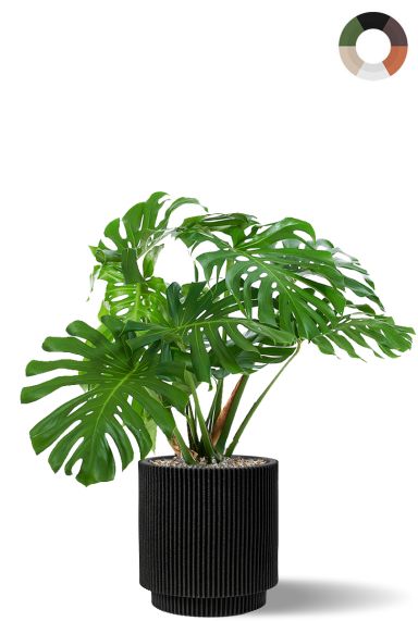 Grote monstera in pot 1