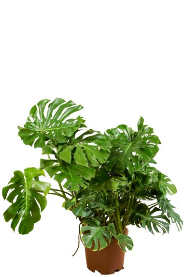 Grote monstera p40