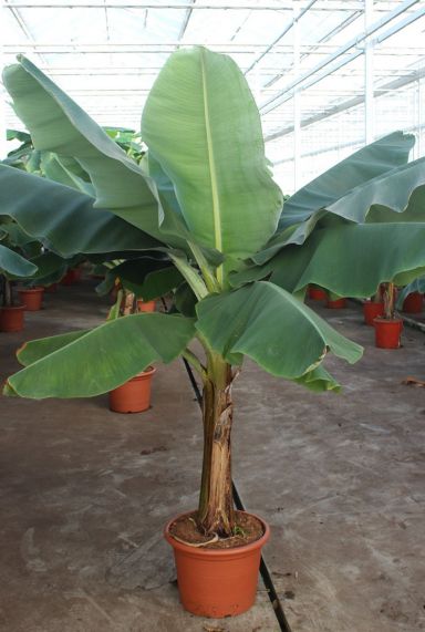 Grote musa kamerplant