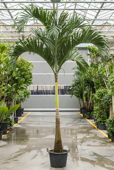 Grote palm veitchia merrillii