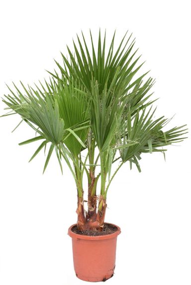 Grote palm washingtonia filifera