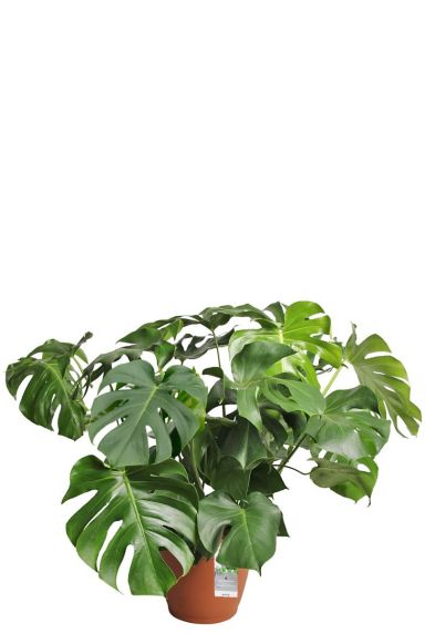 Grote philodendron monstera