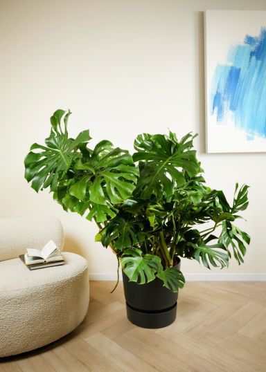 Grote philodendron monstera p40