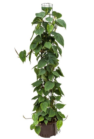 Grote philodendron scandens hydrocultuur