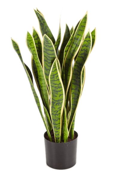 Grote sansevieria zijdeplant