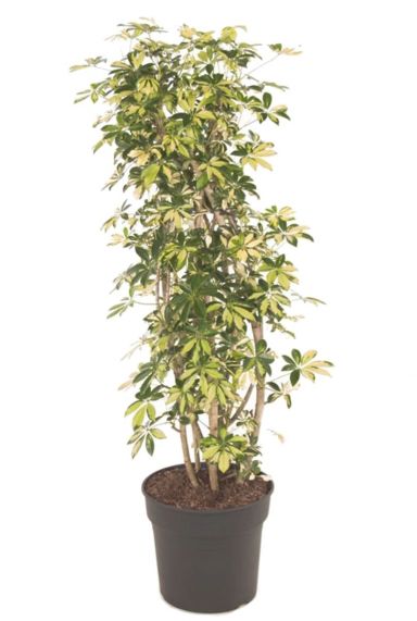Grote schefflera trinette kamerplant
