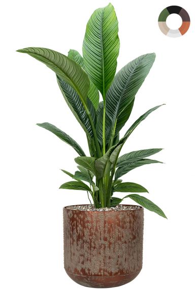 Grote spathiphyllum in pot