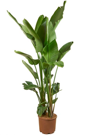 Grote strelitzia plant 3 1