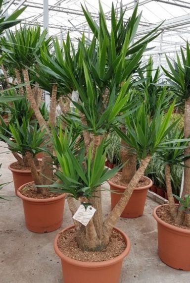 Grote yucca elephantipes kamerplant