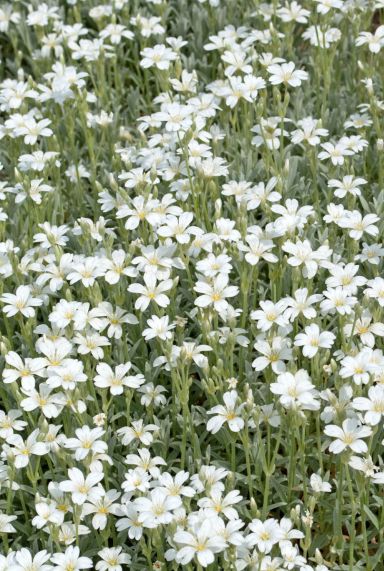 Gypsophila repens alba tuinplant