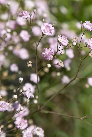 Gypsophila repens rosea tuinplant