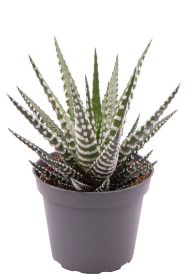 Haworthia big band