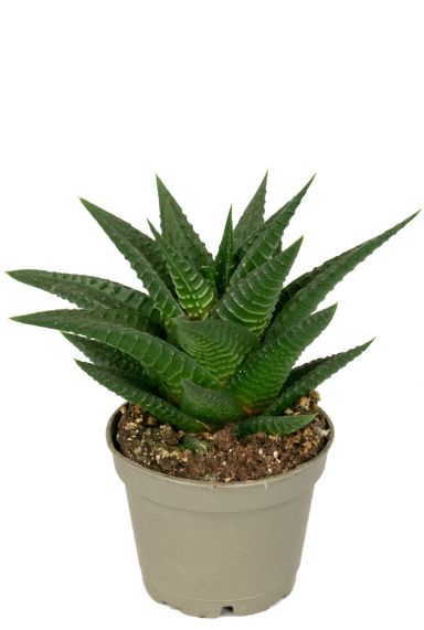 Haworthia limifolia plant