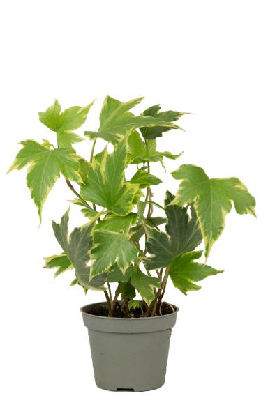 Hedera helix yellow