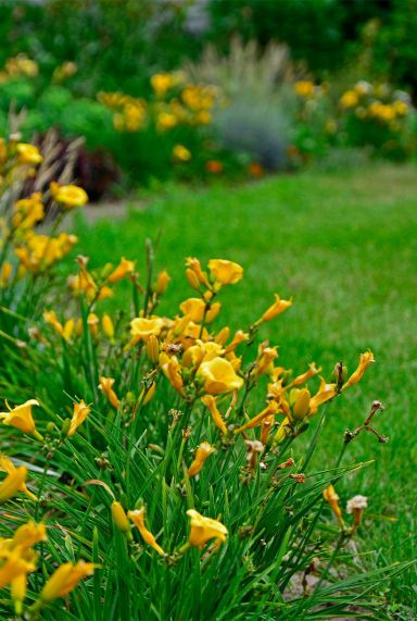 Hemerocallis stella de oro tuinplant