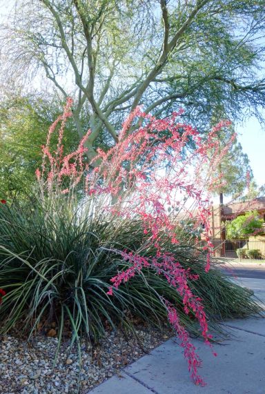 Hesperaloe parviflora tuinplant p19