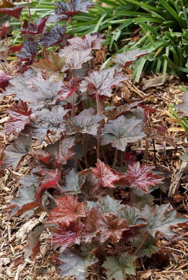 Heuchera micrantha palace purple tuinplant