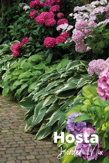 Hosta border mix bloembollen