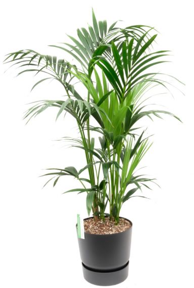Housewarming plant