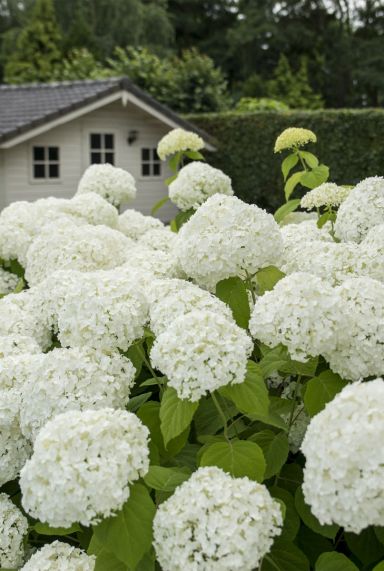 Hydrangea-hortensia-wit-kopen