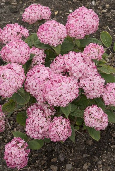 Hydrangea arborescens ruby annabelle tuinplant 19
