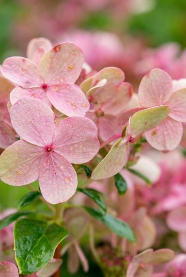 Hydrangea paniculata ophelia tuinplanten
