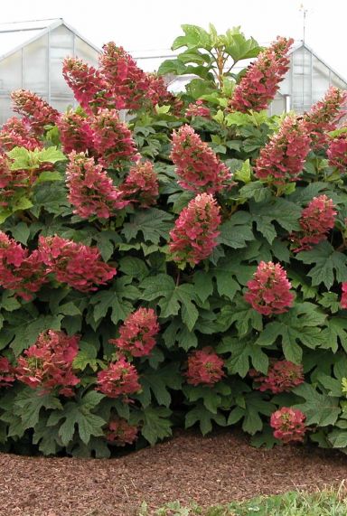 Hydrangea quercifolia ruby slippers tuinplanten
