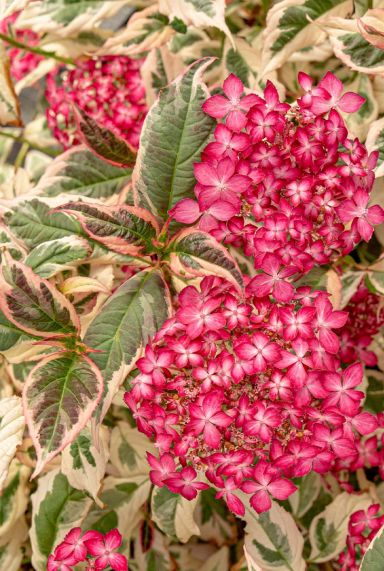 Hydrangea serrata euphoria pink tuinplant