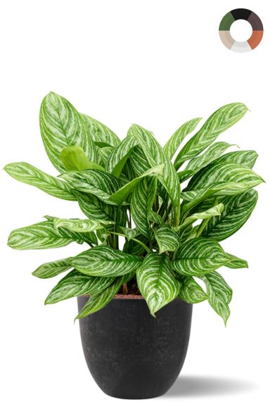 Hydro aglaonema in pot