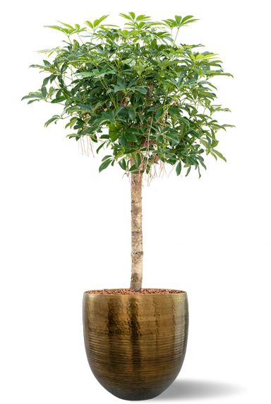 Hydro schefflera in sierpot