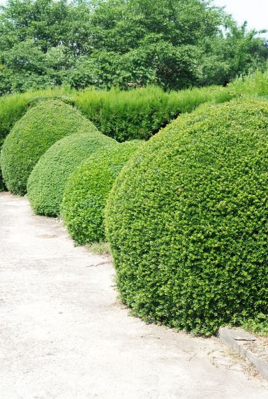 Ilex crenata jenny ball