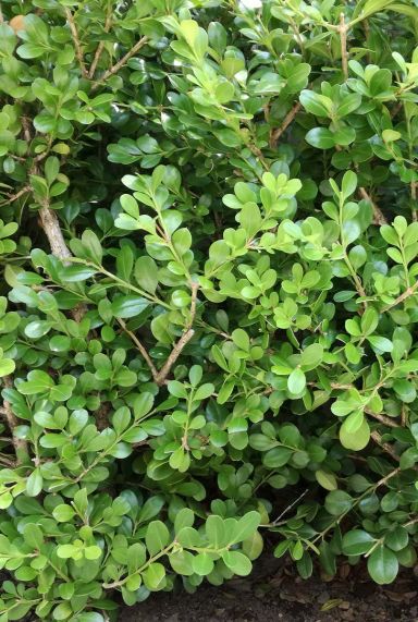 Ilex crenata jenny tuinplant