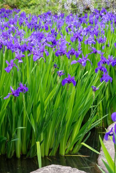 Iris kaempferi vijverplant