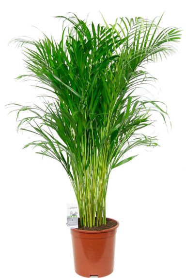 Kamerplant areca palm