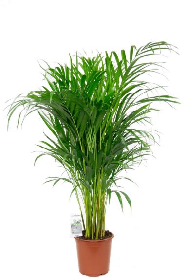 Kamerplant areca palm 1